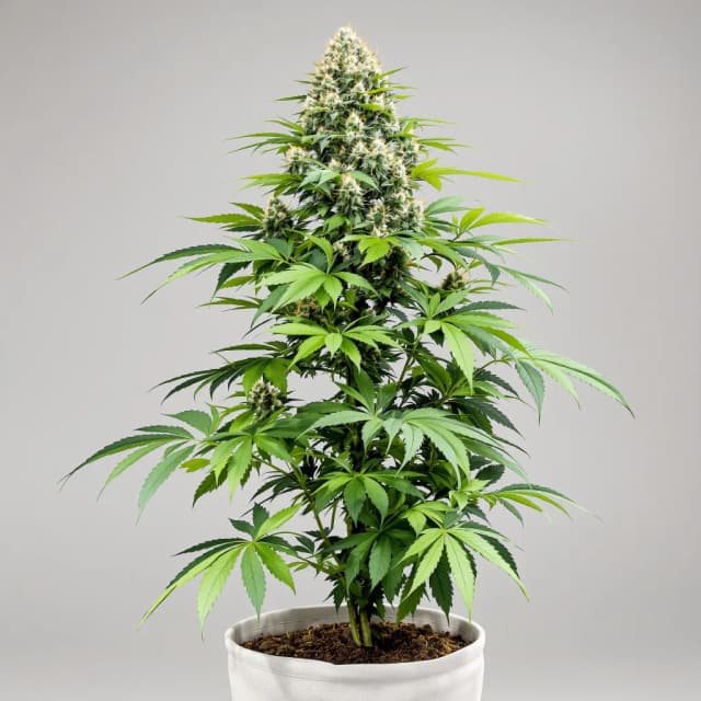 Emballage de graines de cannabis Glass Apple — Royal King Seeds France