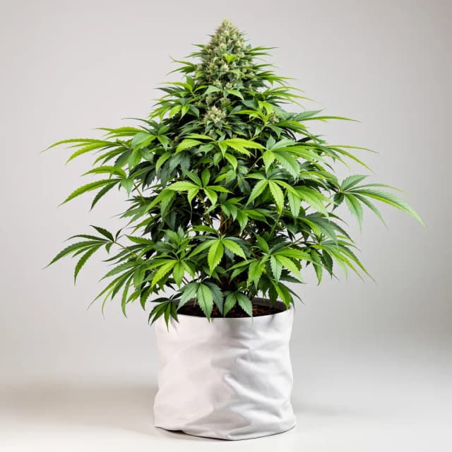 Emballage de graines de cannabis God's Gift — Royal King Seeds France