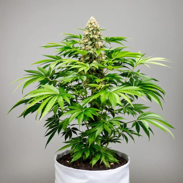 Emballage de graines de cannabis God’s Treat — Royal King Seeds France