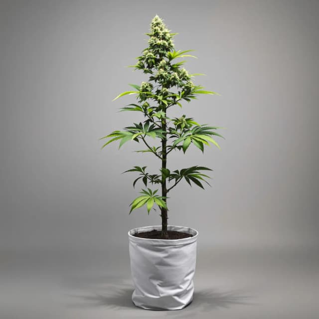 Emballage de graines de cannabis Godzilla Cookies — Royal King Seeds France