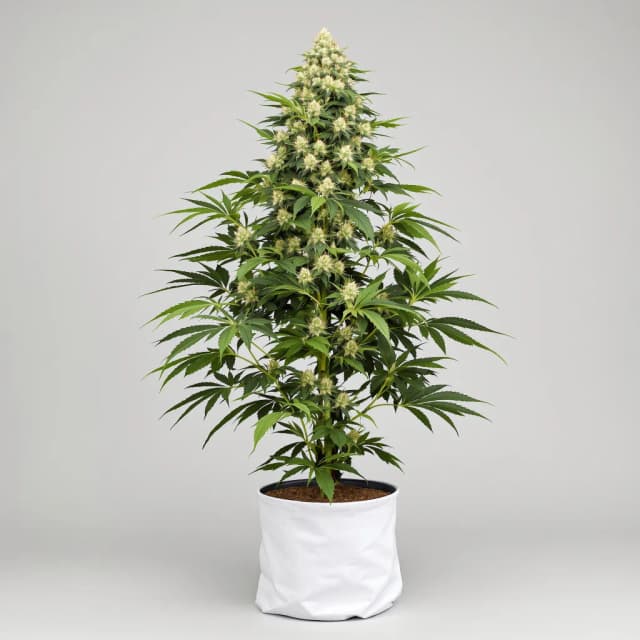 Emballage de graines de cannabis Godzilla Cookies — Royal King Seeds France