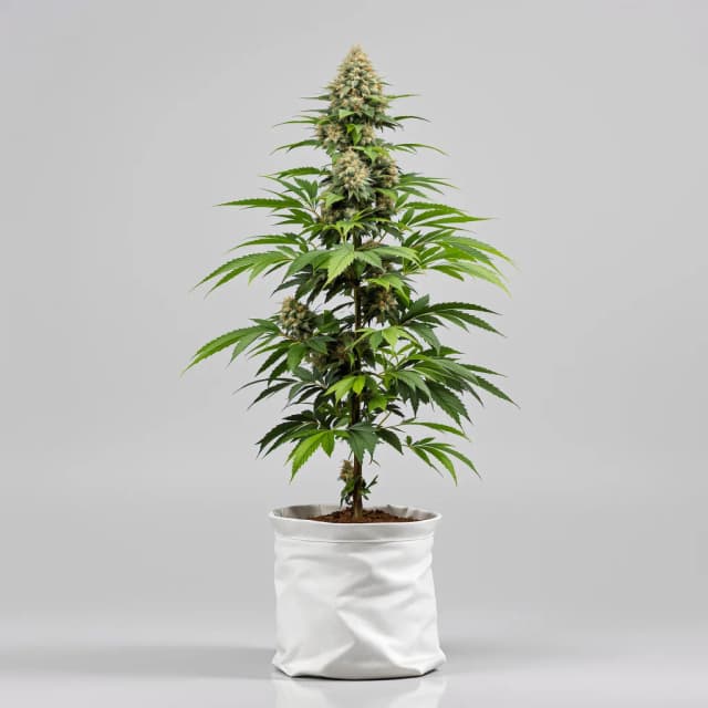 Emballage de graines de cannabis Godzilla Glue — Royal King Seeds France