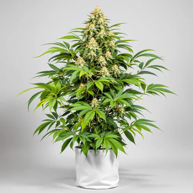 Emballage de graines de cannabis Goji OG Haze — Royal King Seeds France