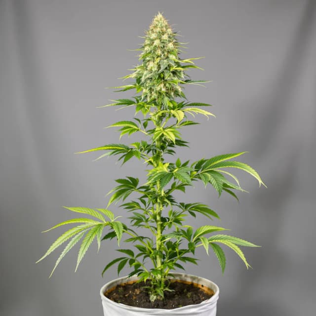 Emballage de graines de cannabis Gorilla Nut — Royal King Seeds France