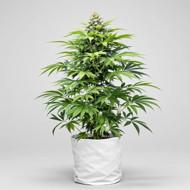 Emballage de graines de cannabis Grandmommy Purple — Royal King Seeds France