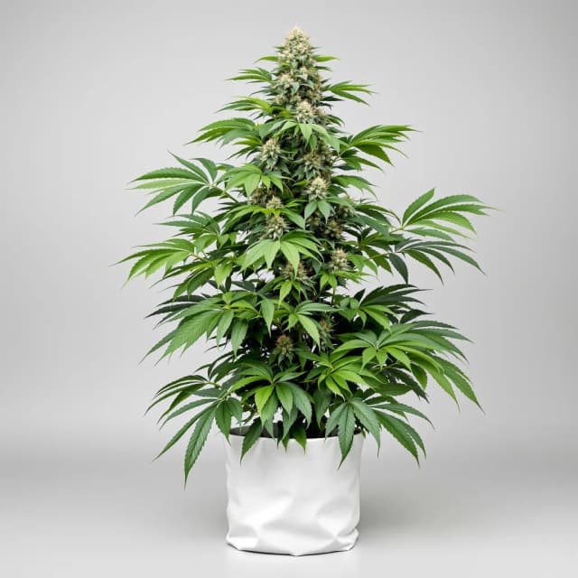 Emballage de graines de cannabis Grape Skunk — Royal King Seeds France