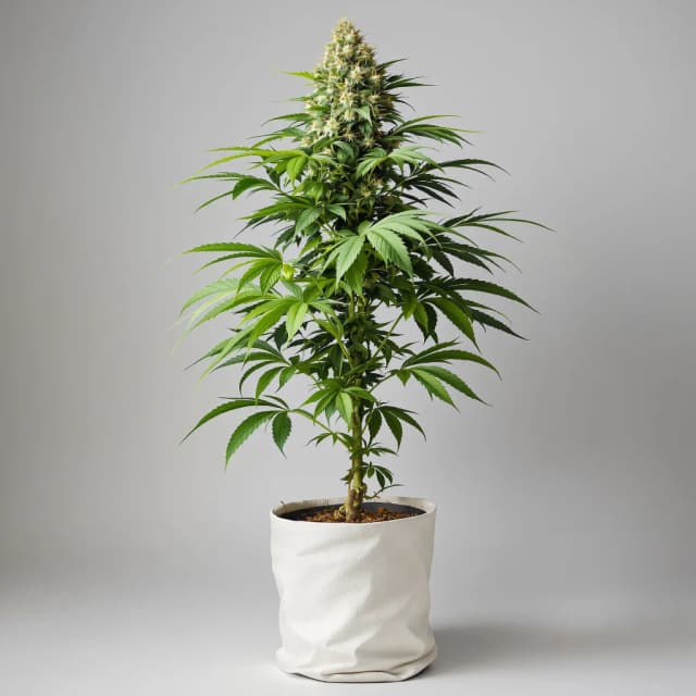 Emballage de graines de cannabis Grape Stomper — Royal King Seeds France