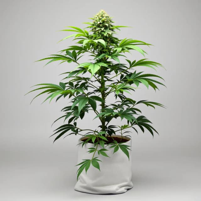 Emballage de graines de cannabis Grape Valley Kush — Royal King Seeds France