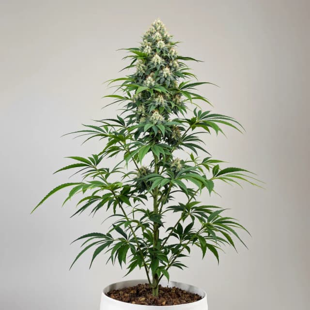 Emballage de graines de cannabis Grapefruit Diesel — Royal King Seeds France