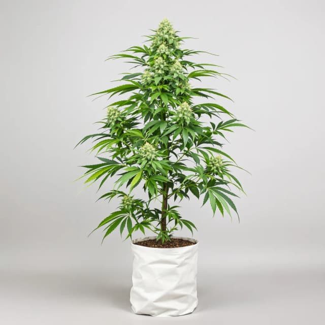 Emballage de graines de cannabis Grease Monkey — Royal King Seeds France