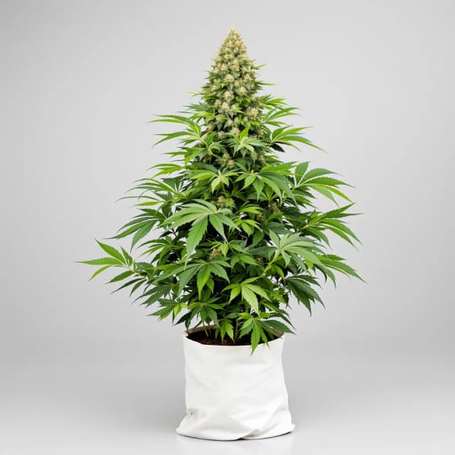 Emballage de graines de cannabis Great White Shark — Royal King Seeds France
