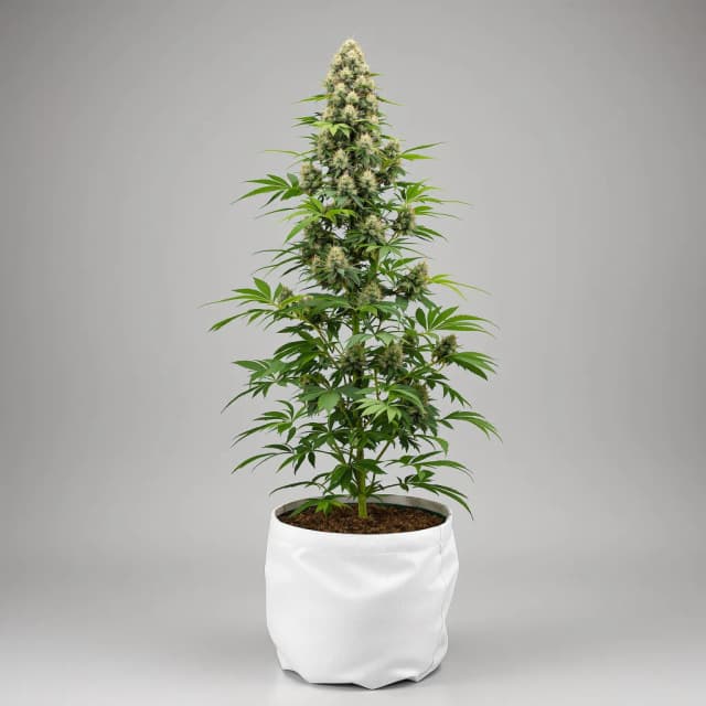 Emballage de graines de cannabis Green Line OG — Royal King Seeds France