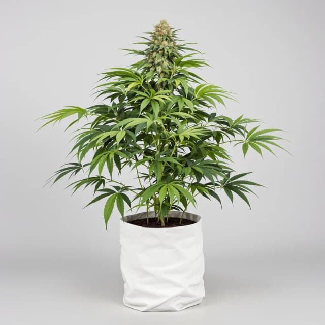 Emballage de graines de cannabis Green Love Potion — Royal King Seeds France