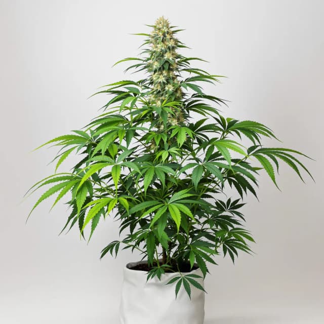 Emballage de graines de cannabis Green Ribbon — Royal King Seeds France
