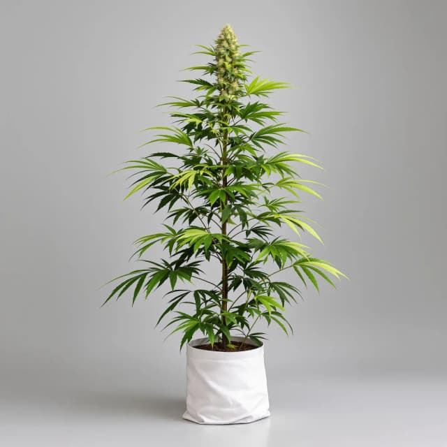 Emballage de graines de cannabis Grilled Cheese — Royal King Seeds France