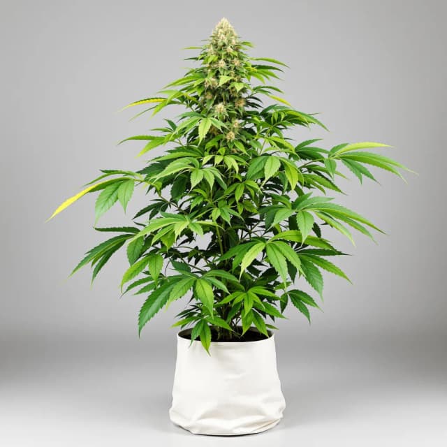 Emballage de graines de cannabis Guard Dawg — Royal King Seeds France