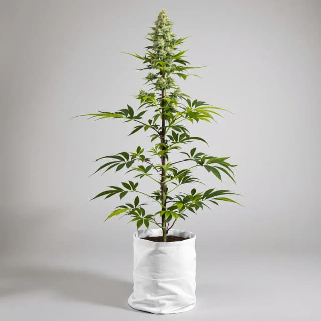 Emballage de graines de cannabis Guido Kush — Royal King Seeds France