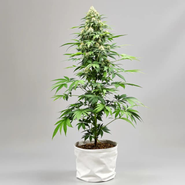 Emballage de graines de cannabis Guptilla — Royal King Seeds France
