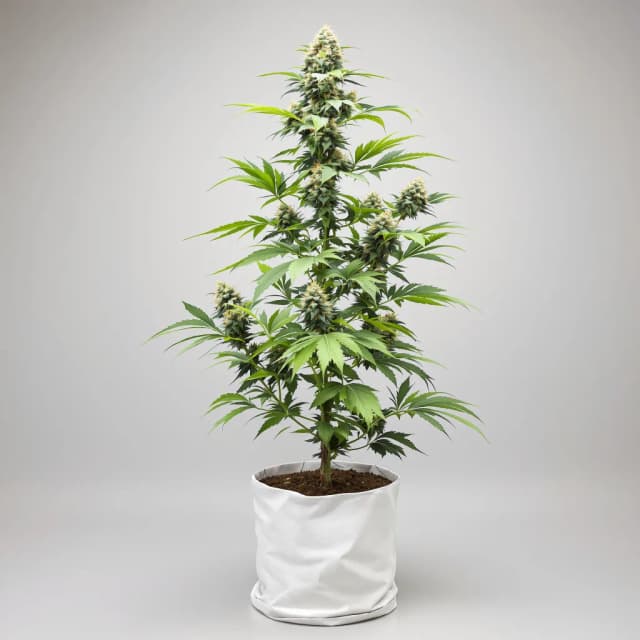 Emballage de graines de cannabis Han Burger — Royal King Seeds France