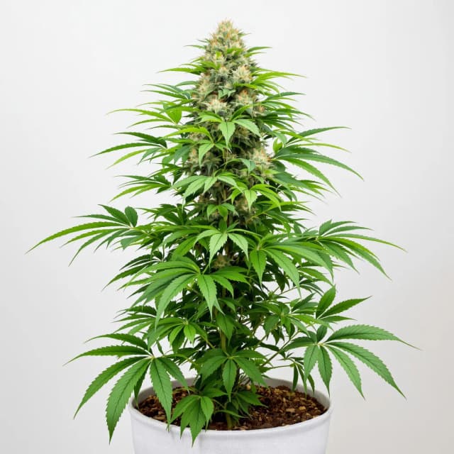 Emballage de graines de cannabis Harlequin CBD — Royal King Seeds France