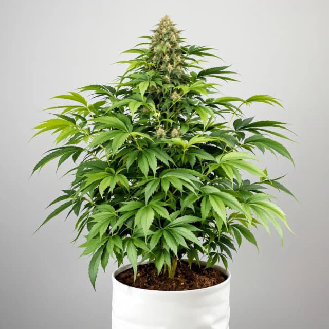 Emballage de graines de cannabis Hashberry — Royal King Seeds France