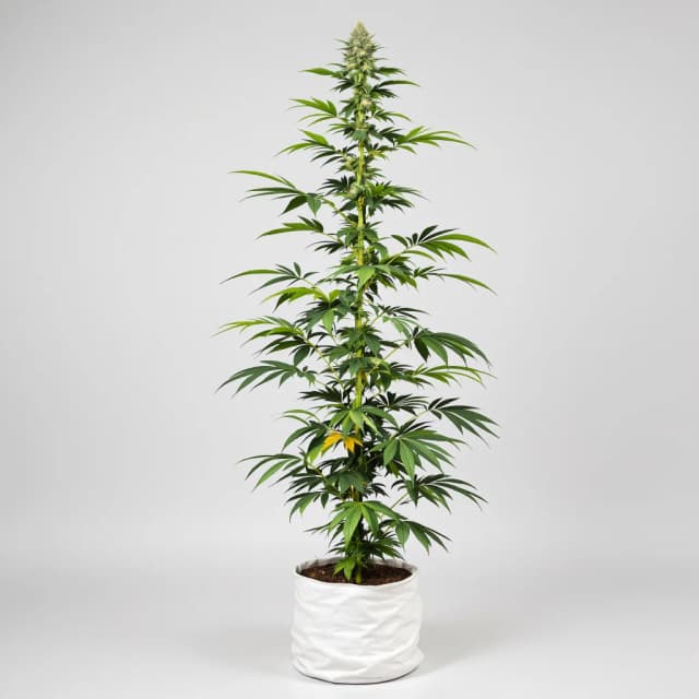 Emballage de graines de cannabis Hawaiian Haze — Royal King Seeds France