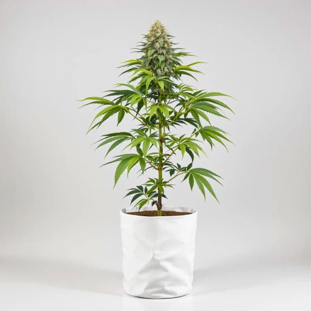 Emballage de graines de cannabis Hawaiian Purple Kush — Royal King Seeds France