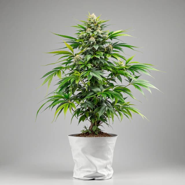 Emballage de graines de cannabis Hindu Kush — Royal King Seeds France
