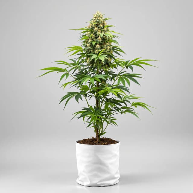 Emballage de graines de cannabis Hindu Skunk — Royal King Seeds France