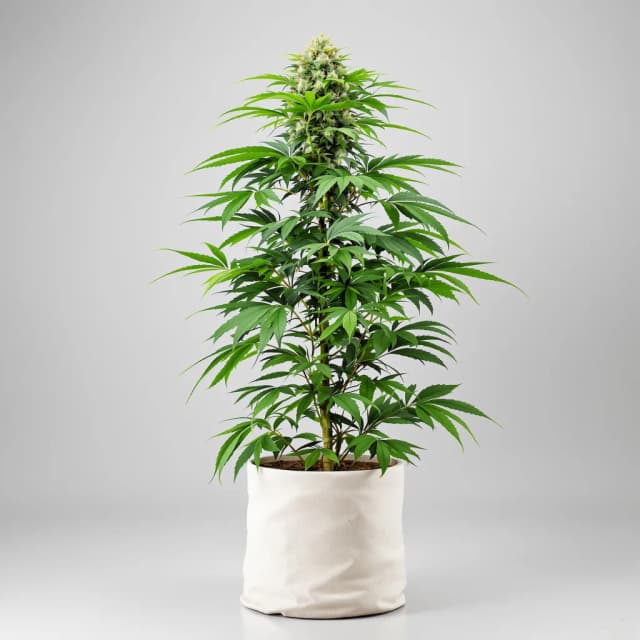 Emballage de graines de cannabis Honey Bananas — Royal King Seeds France