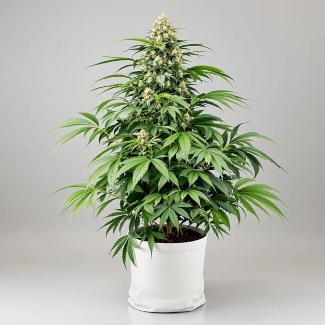 Emballage de graines de cannabis Illuminati OG — Royal King Seeds France