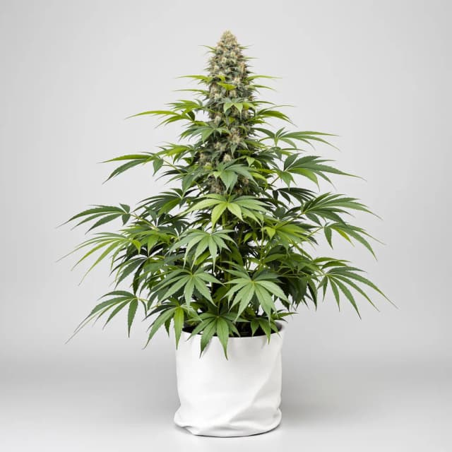 Emballage de graines de cannabis Illuminati OG — Royal King Seeds France