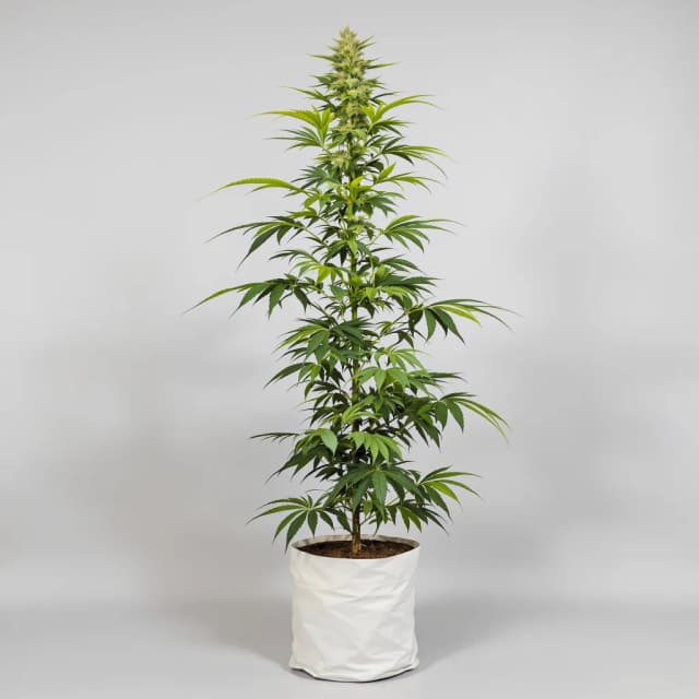 Emballage de graines de cannabis Island Sweet Skunk — Royal King Seeds France