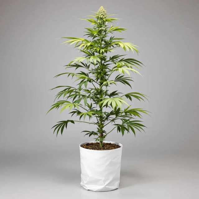 Emballage de graines de cannabis Jack Skellington — Royal King Seeds France