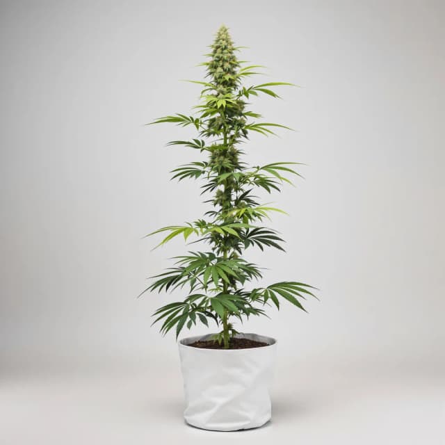 Emballage de graines de cannabis Kali Dog — Royal King Seeds France