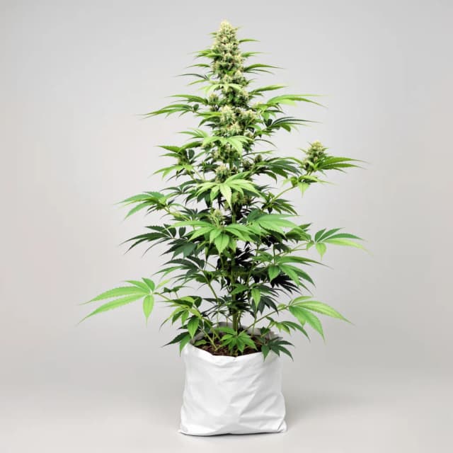 Emballage de graines de cannabis Kandy Kush — Royal King Seeds France