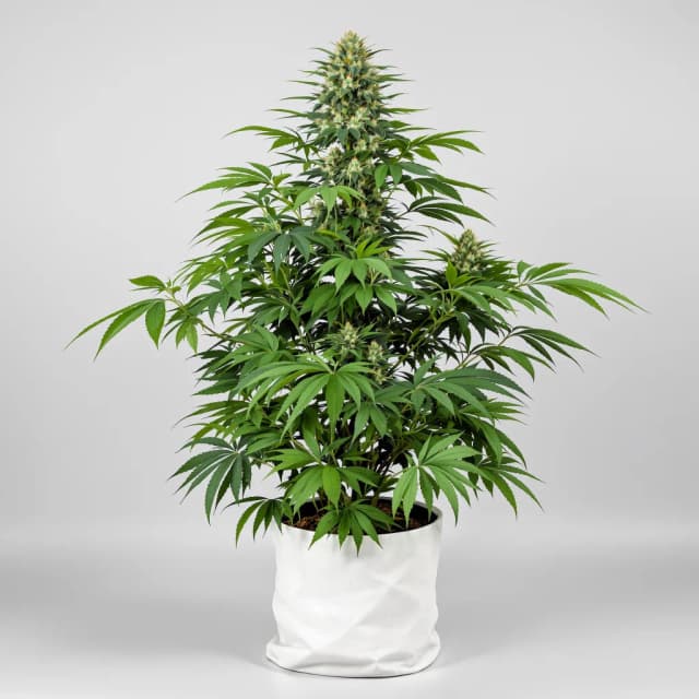 Emballage de graines de cannabis Katsu Kush — Royal King Seeds France