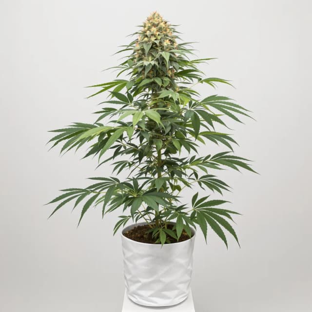 Emballage de graines de cannabis Kelly Hill Gold — Royal King Seeds France