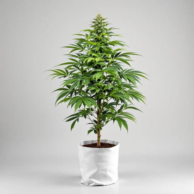 Emballage de graines de cannabis Killer Grape — Royal King Seeds France