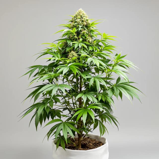Emballage de graines de cannabis Killer Grape — Royal King Seeds France