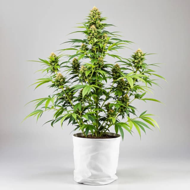 Emballage de graines de cannabis Kobain Kush — Royal King Seeds France