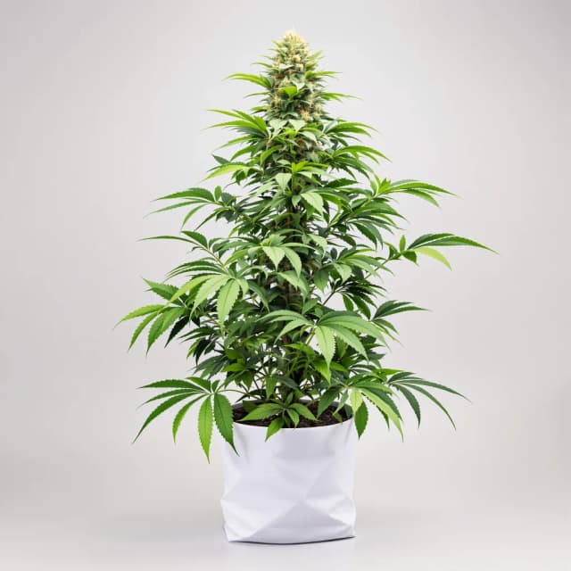 Emballage de graines de cannabis Krishna Kush — Royal King Seeds France