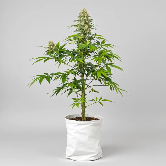 Emballage de graines de cannabis Kuchi — Royal King Seeds France