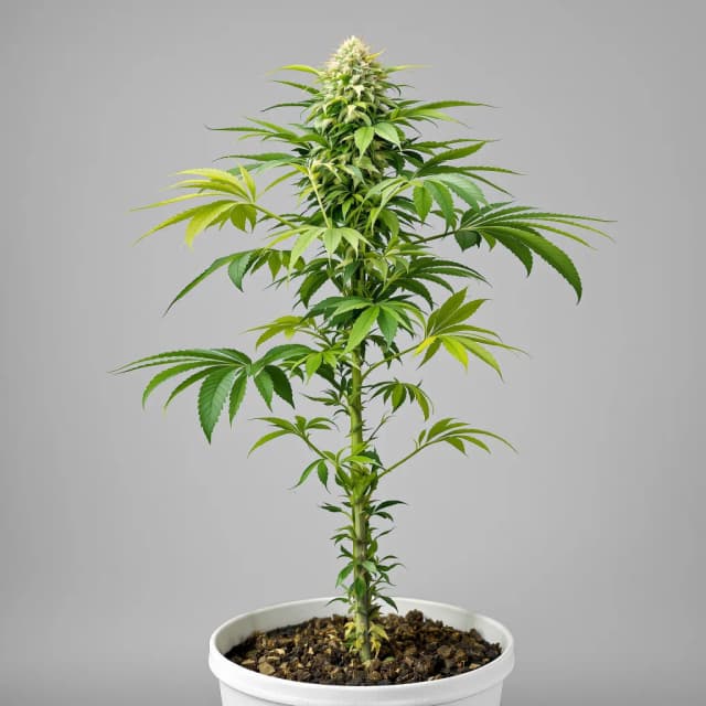 Emballage de graines de cannabis Kush XL — Royal King Seeds France