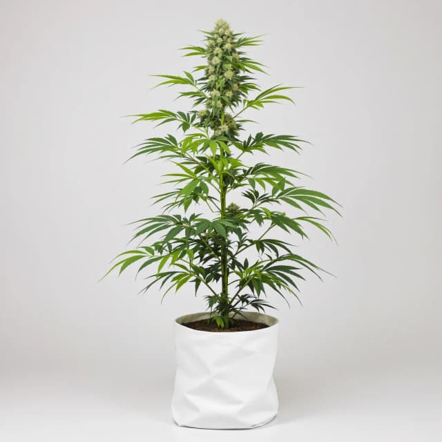 Emballage de graines de cannabis L.A. Sunshine — Royal King Seeds France