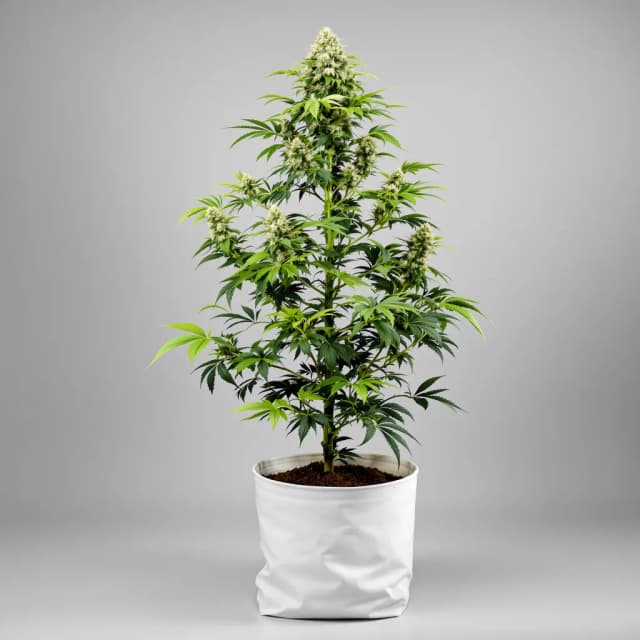 Emballage de graines de cannabis LA Confidential — Royal King Seeds France