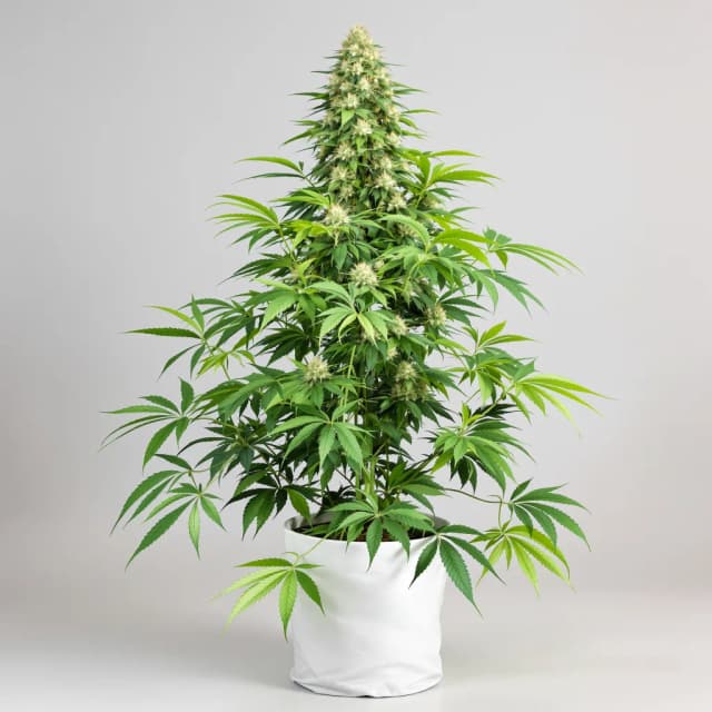 Emballage de graines de cannabis LA OG — Royal King Seeds France