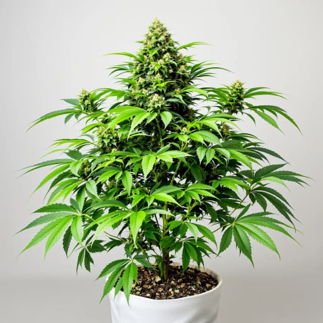 Emballage de graines de cannabis Ladyburn 1974 — Royal King Seeds France