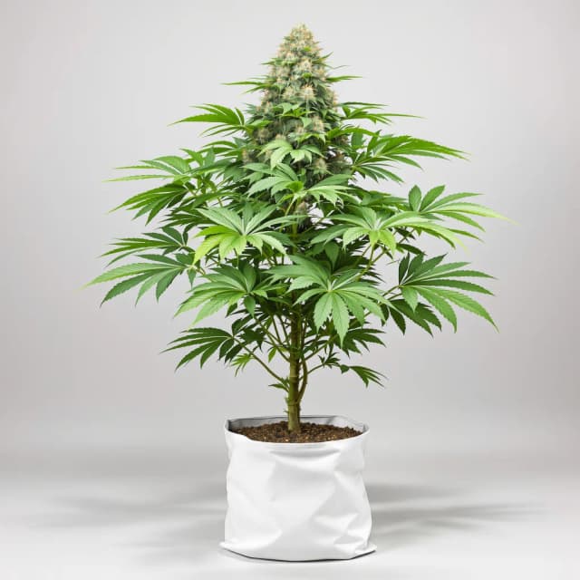 Emballage de graines de cannabis Lemon Daddy — Royal King Seeds France