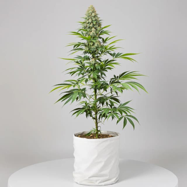 Emballage de graines de cannabis Lemon Drop — Royal King Seeds France